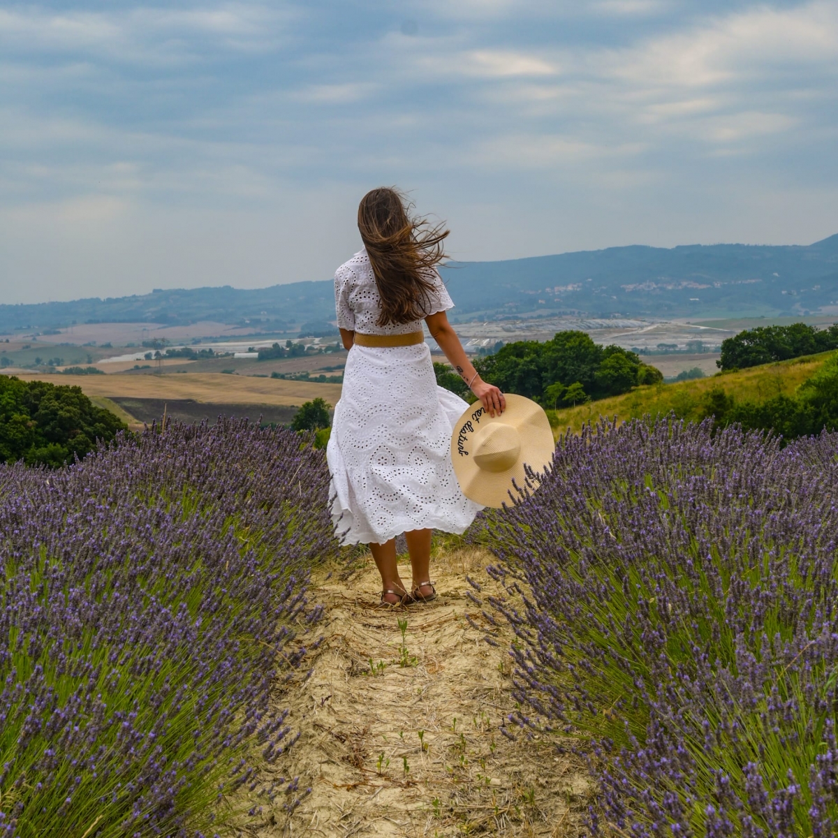 Lavanda, Orciano Pisano