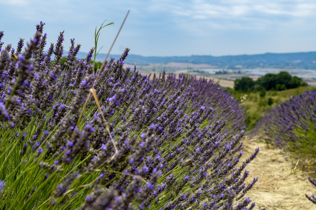 Lavanda