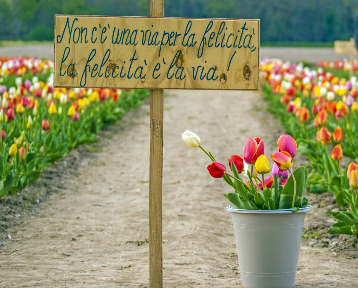 tulipaSi presso Fiorelilla - Cameri (NO)