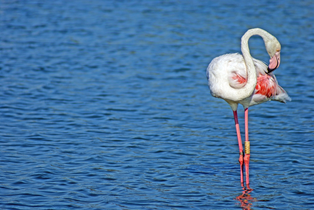 Camargue - fenicotteri 01