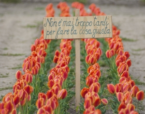 tulipaSi presso Fiorelilla foto 02 - Cameri (NO)