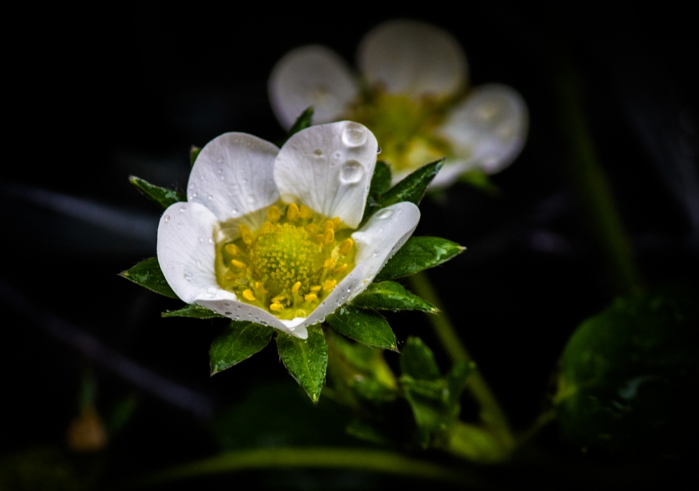 Fiori di fragole