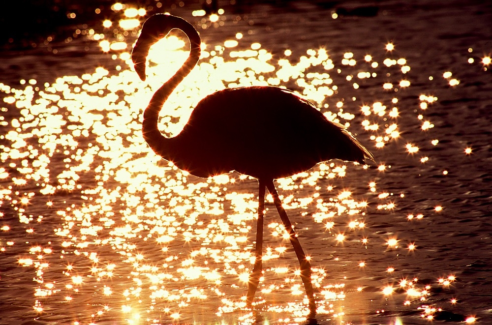 Camargue