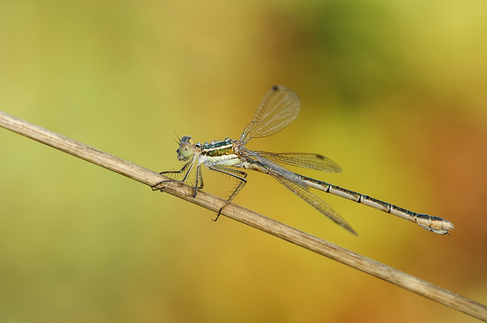 lestes barbarus