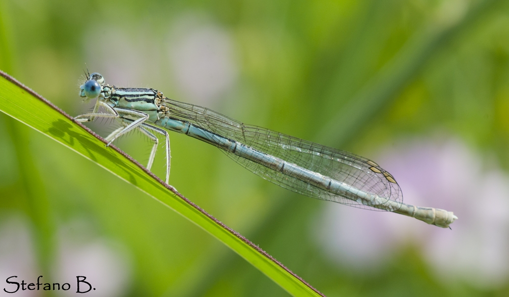 Libellula