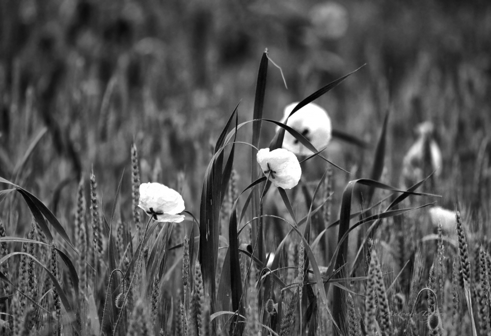 Poppies in the rain﻿