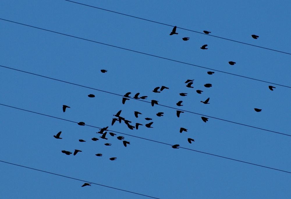 la musicadelcielo