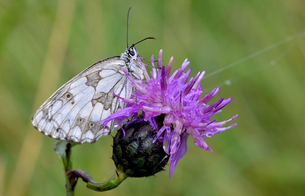 Melanargia Galathea