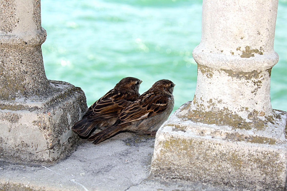 Romeo e Giulietta