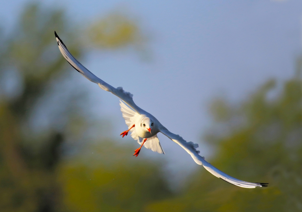 Gabbianella in volo...