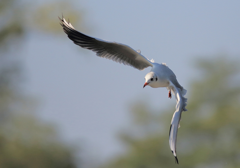 gabianella in volo