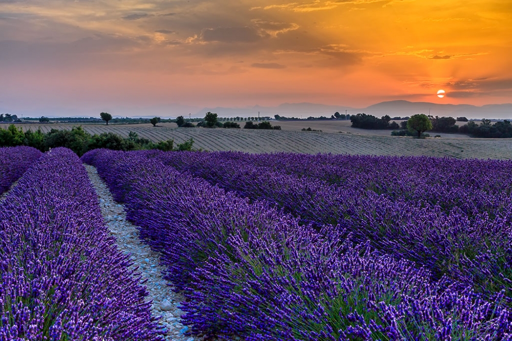 Aube provence