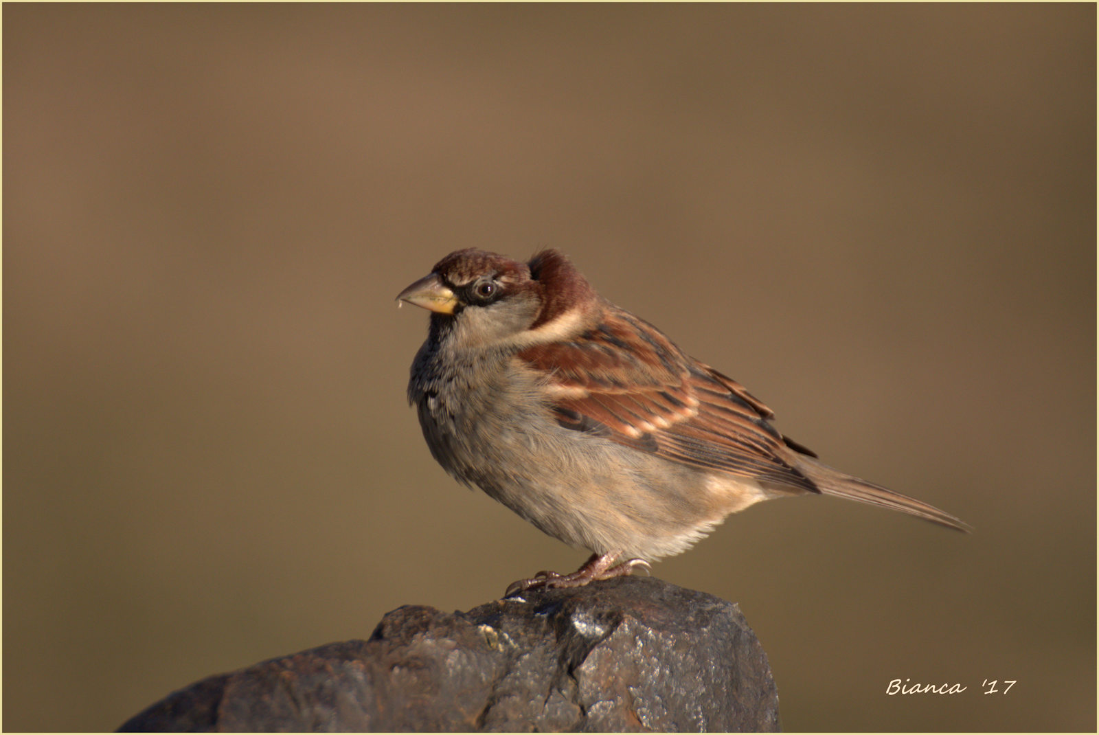 passerotto