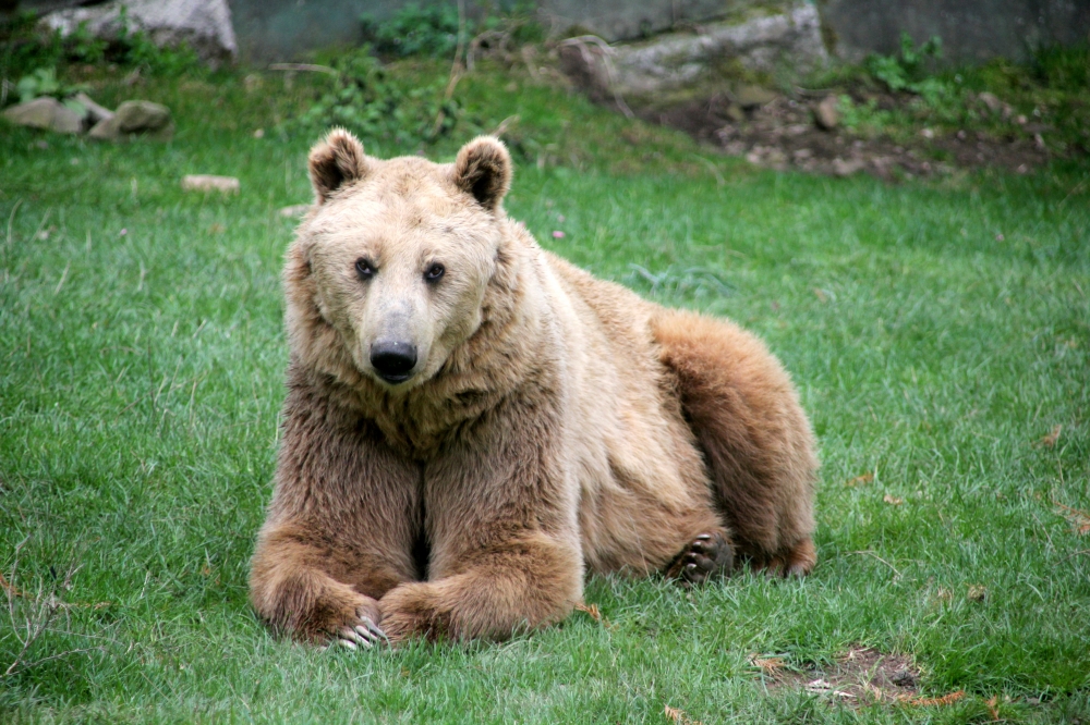 L'Orso