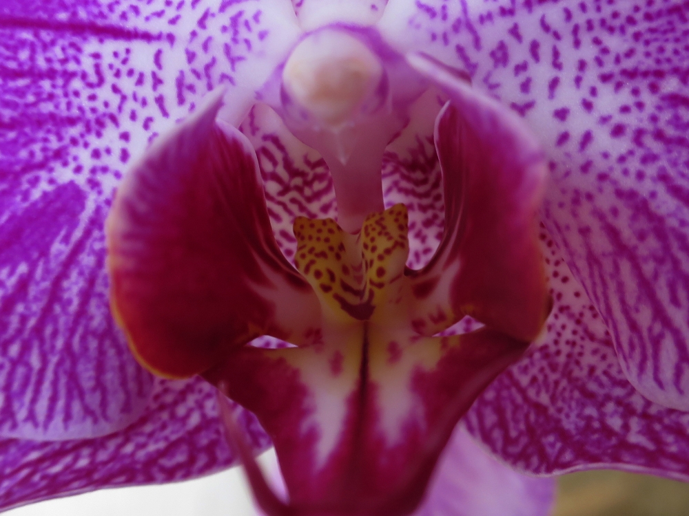 orchidea