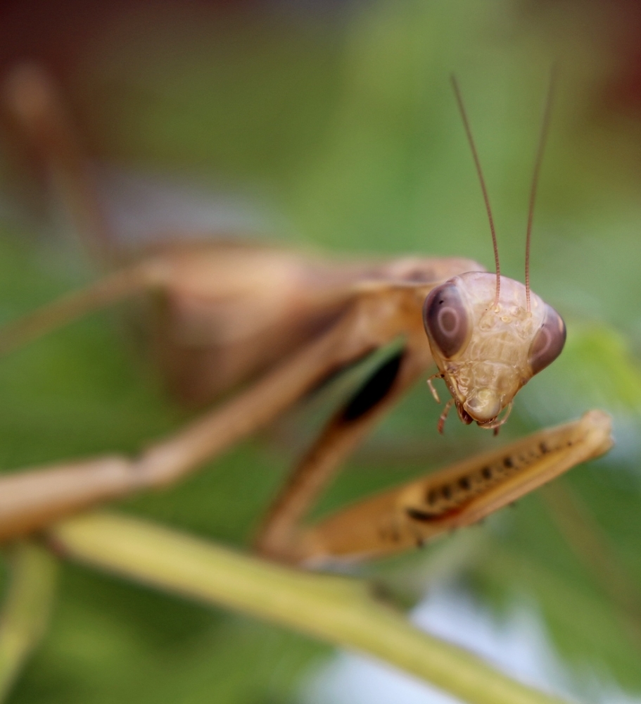 Mantide Religiosa