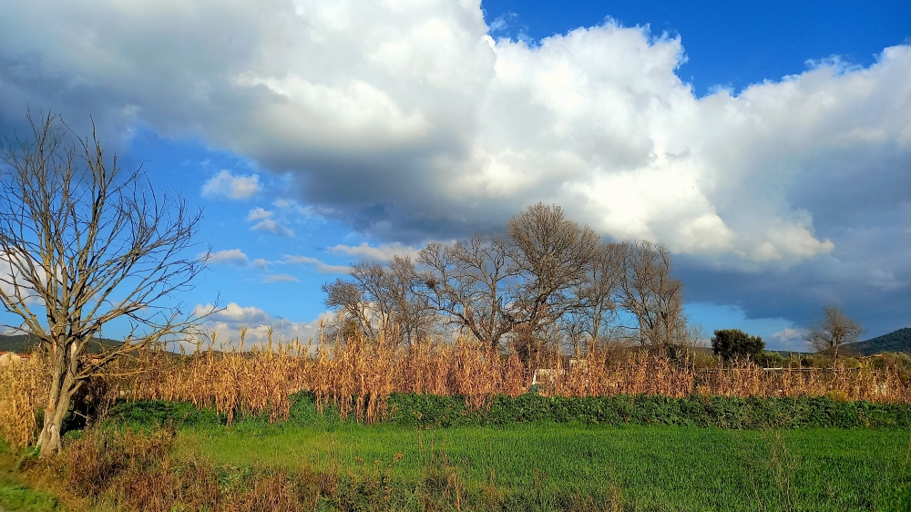 Campagna Maremmana