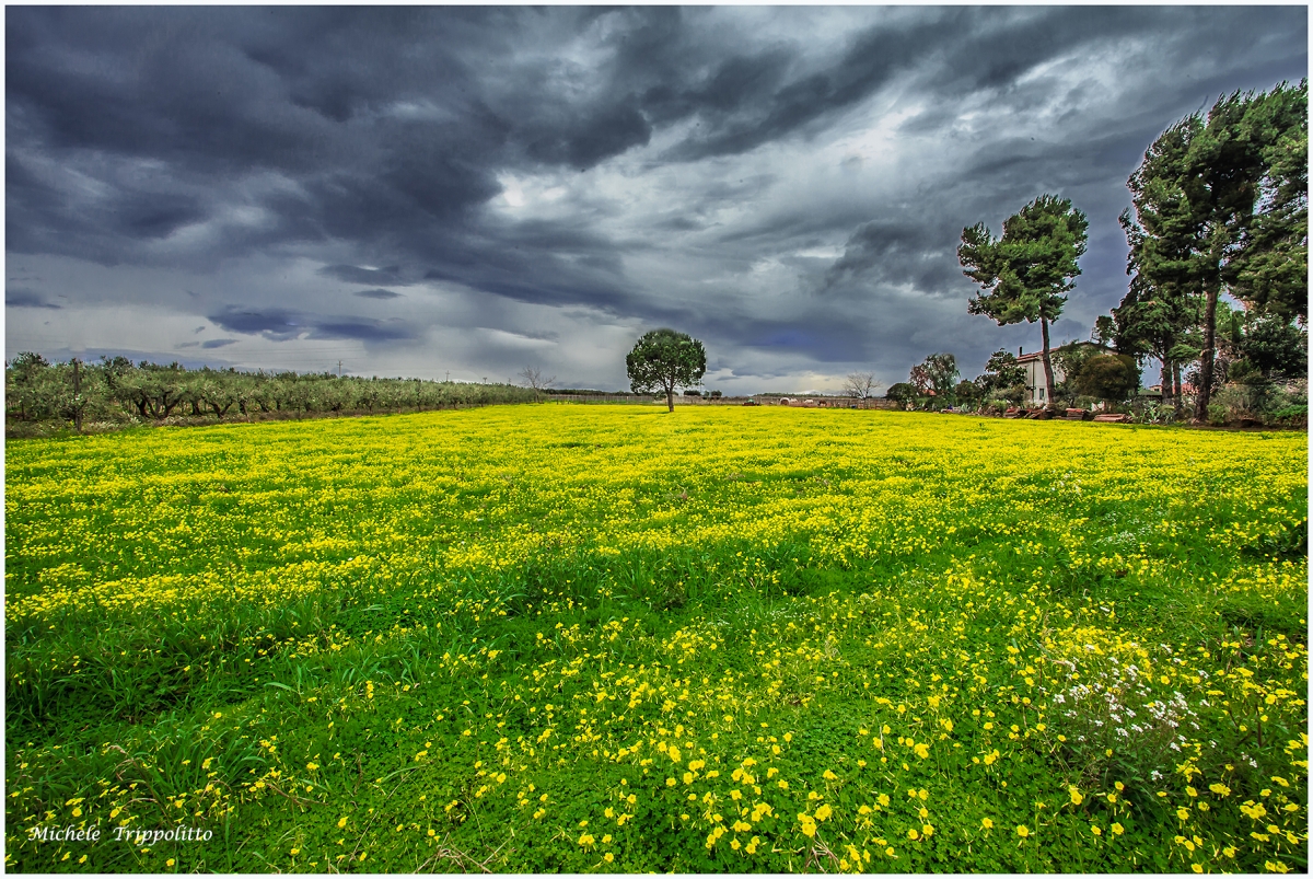 primavera